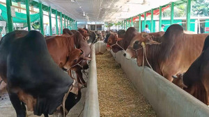ভারতীয় গরু আমদানি বন্ধ হলে লাভবান হওয়ার আশা খামারিদের