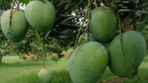 আগামীকাল বাজারে আসছে সাতক্ষীরার সুস্বাদু আম