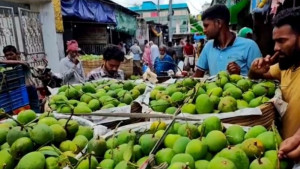 বাজারে পাওয়া যাচ্ছে সাতক্ষীরার ‘হিমসাগর’
