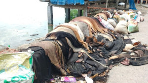 বিনামূল্যেও চামড়া নিচ্ছে না কেউ