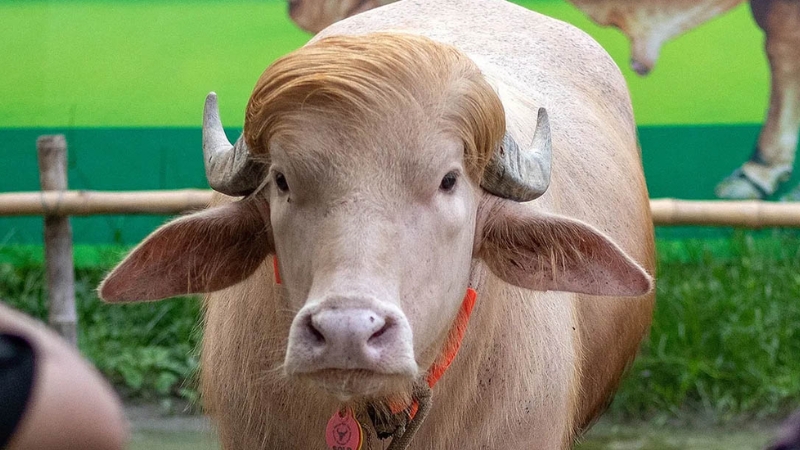 মহিষ ‘ডোনাল্ড ট্রাম্প’ চিড়িয়াখানায়, কী করছে হরিণ-চিতাবাঘের পাশে