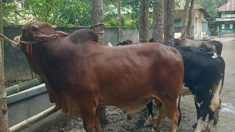 কুরবানির হাট কাঁপাবে ‘লাল মিয়া’