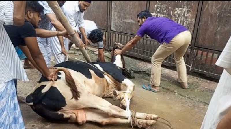 গরুর নড়াচড়া, ইমামের ছুড়িতে হাত কাটল মালিকের
